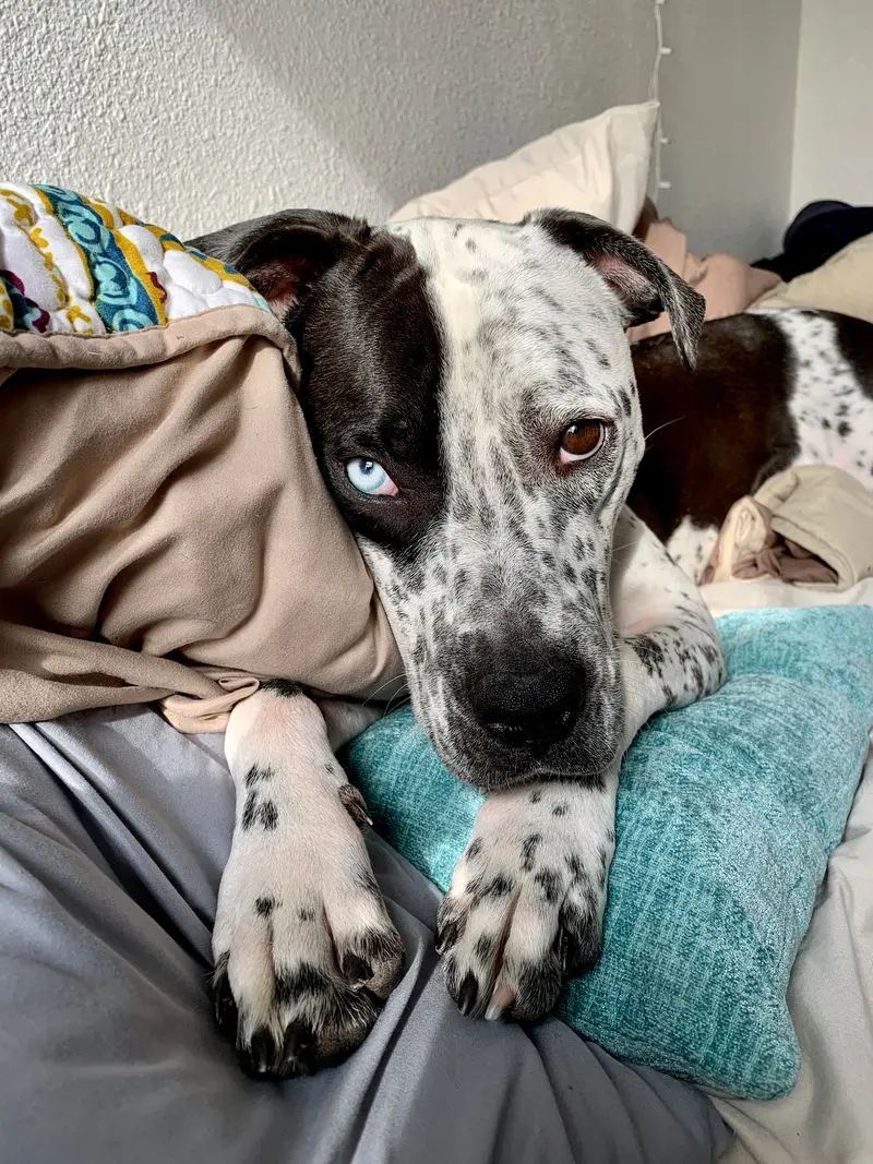 Dog Ownership Financial Analysis