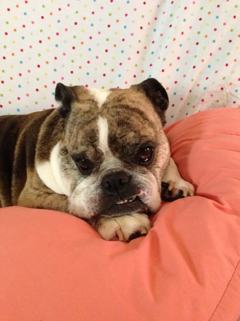 Financial Commitments of Dog Ownership