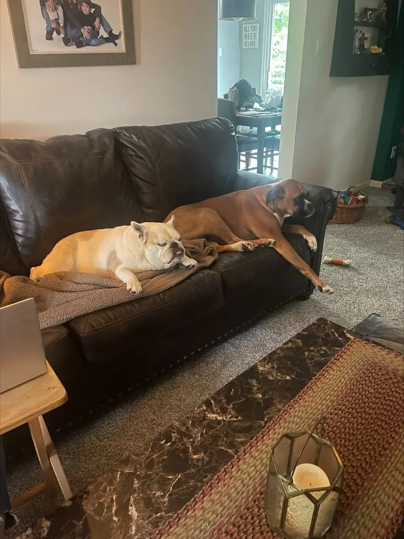 Purchasing vs. Adopting a Dog Costs